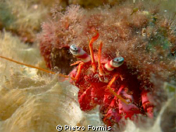 Hermit Crab
Portofino, Secca della Carega
Sony W-300 Se... by Pietro Formis 
